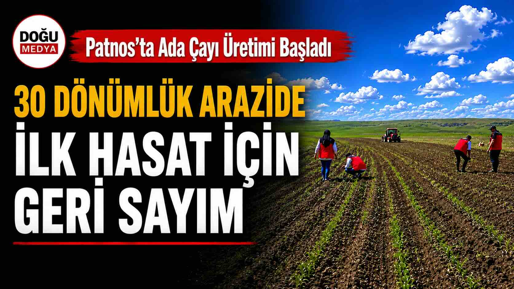 Patnos’ta Ada Çayı Üretimi Başladı: 30 Dönümlük Arazide İlk Hasat İçin Geri Sayım