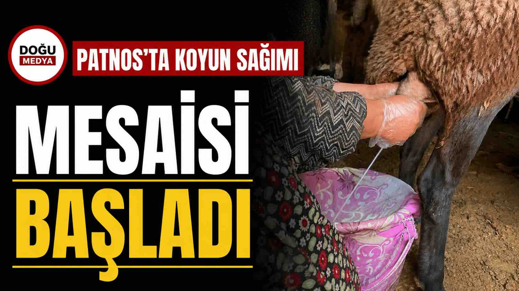 Patnos’ta Koyun Sağımı Mesaisi Başladı