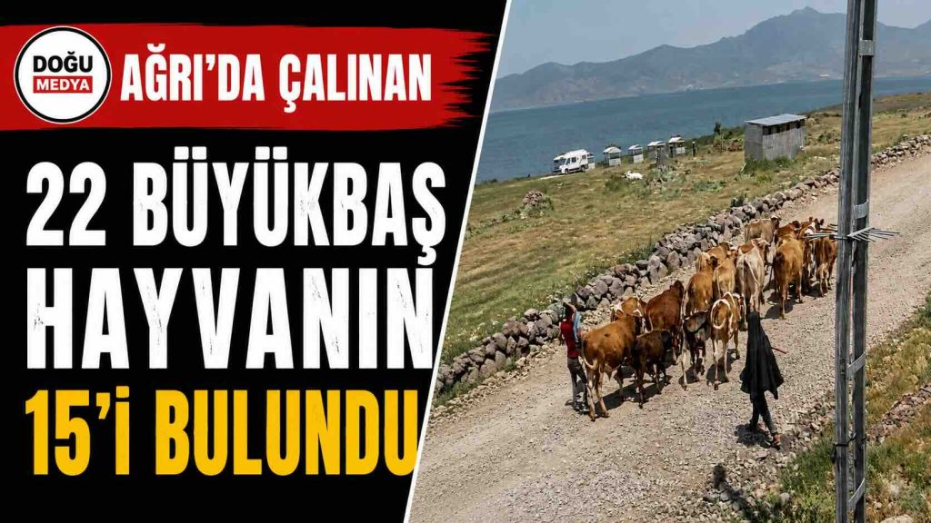 Ağrı’da Çalınan 22 Büyükbaş Hayvanın 15’i Bulundu