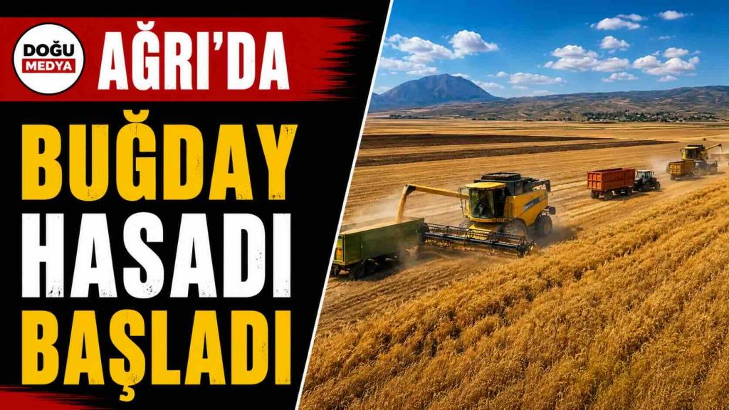 Ağrı’da Buğday Hasadı Başladı 