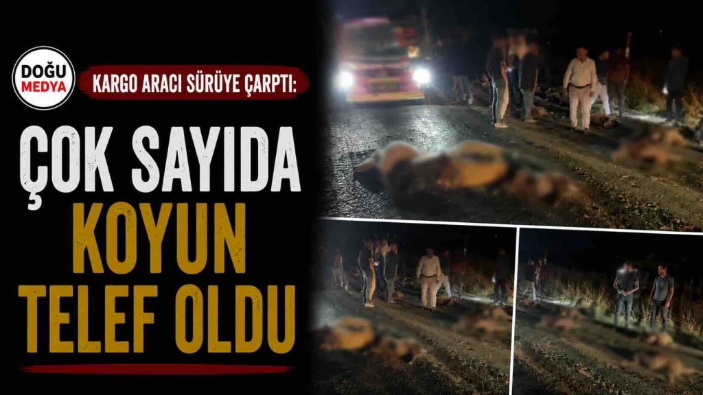 Kargo Aracı Sürüye Çarptı: Çok Sayıda Koyun Telef