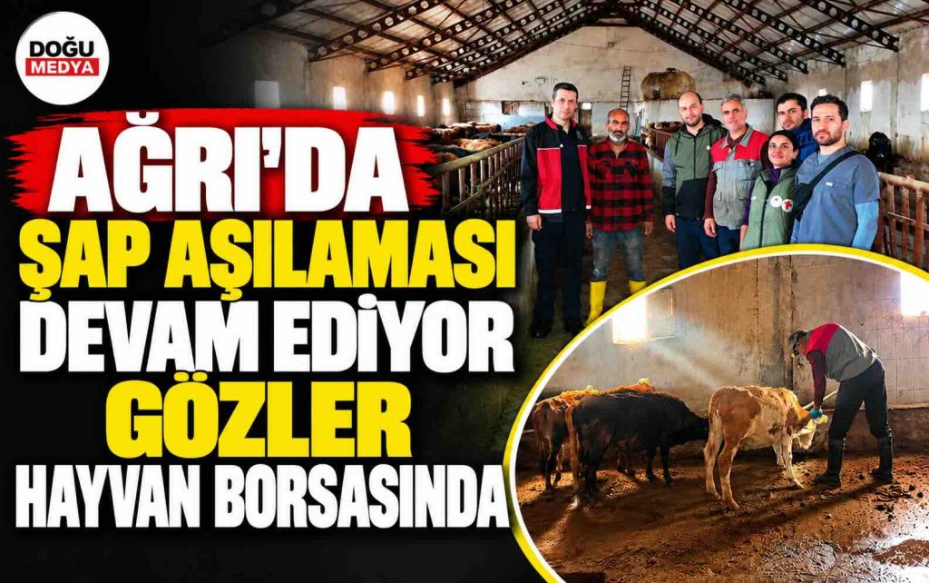 Ağrı’da Şap Aşılaması Devam Ediyor Gözler Hayvan Borsasında