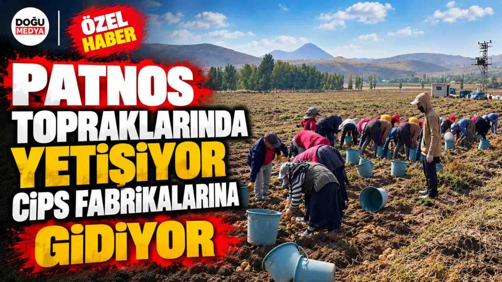 Patnos Topraklarında Yetişiyor Cips Fabrikalarına Gidiyor